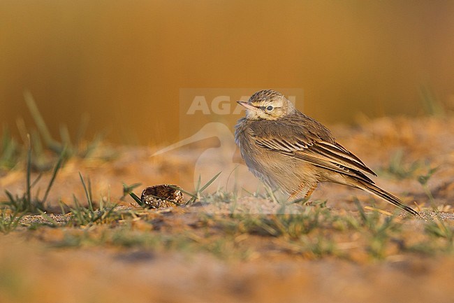Tawny Pipit - Brachpieper - Anthus campestris, Oman stock-image by Agami/Ralph Martin,
