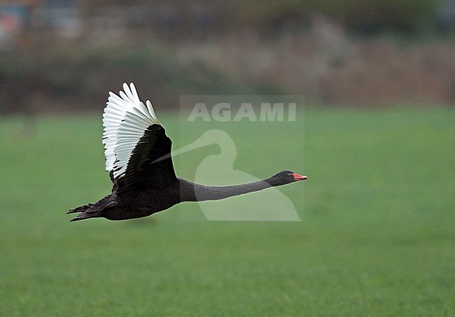 Black Swan (Cygnus atratus), in flight, seen from the side, showing under wing. stock-image by Agami/Fred Visscher,