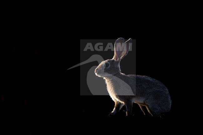 European rabbit with backlit at sunset stock-image by Agami/Wil Leurs,