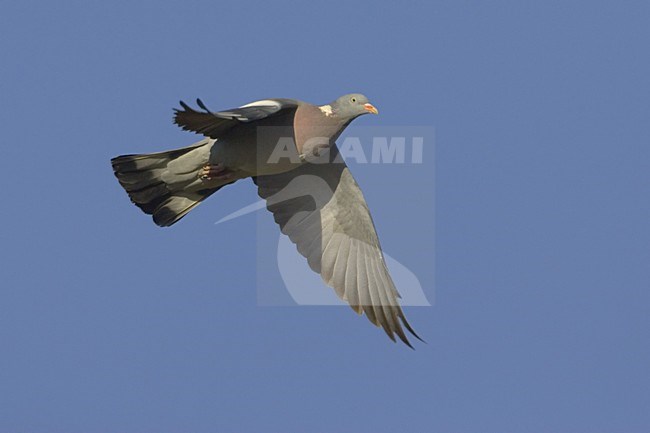 Houtduif in vlucht Italie; Common Wood Pigeon in flight Italy stock-image by Agami/Daniele Occhiato,