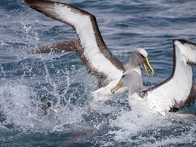 Adult Northern Buller's Albatross (Thalassarche bulleri platei) fighting with Salvin’s Albatross (front) during a feeding frenzy off the Chatham Islands, New Zealand. stock-image by Agami/Marc Guyt,