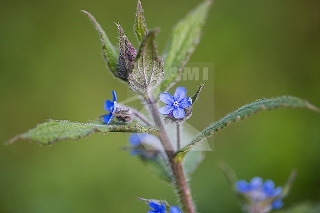 Green Alkanet flower stock-image by Agami/Wil Leurs,