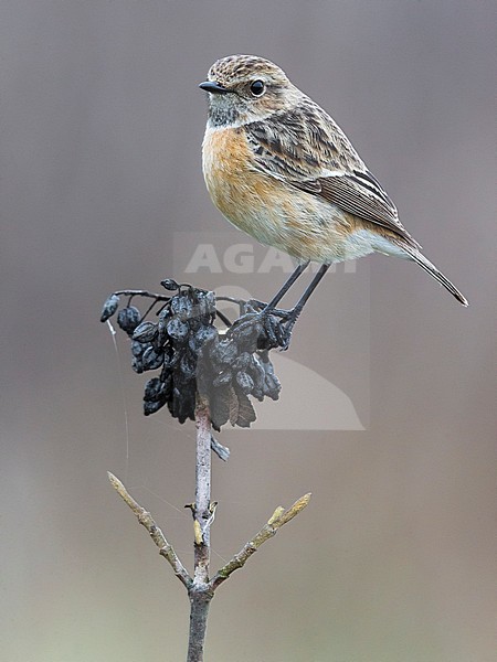 Wintering female European Stonechat (Saxicola rubicola) in Italy. stock-image by Agami/Daniele Occhiato,