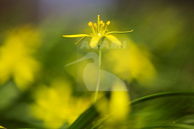 Meadow Gagea flowers stock-image by Agami/Wil Leurs,