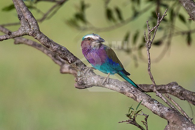 A lilac-breasted roller, Coracias caudata, perching. stock-image by Agami/Sergio Pitamitz,