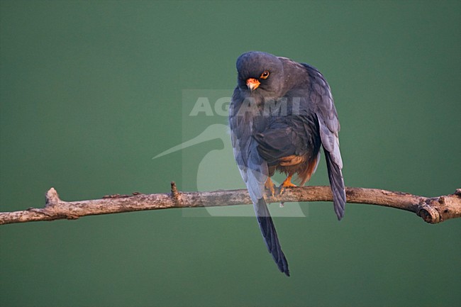 Roodpootvalk, Red-Footed Falcon, Falco vespertinus stock-image by Agami/Marc Guyt,