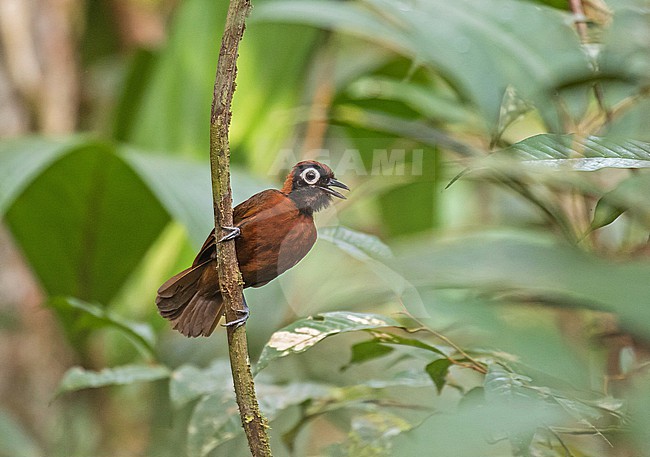 Chestnut-crested Antbird (Rhegmatorhina cristata) in Colombia. stock-image by Agami/Pete Morris,