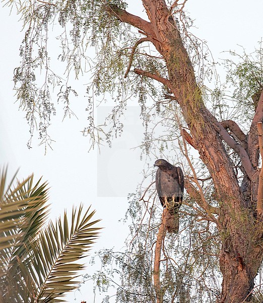 Oriental Honey Buzzard (Pernis ptilorhynchus), also known as Crested Honey Buzzard. Female perched in a tree. stock-image by Agami/Pete Morris,