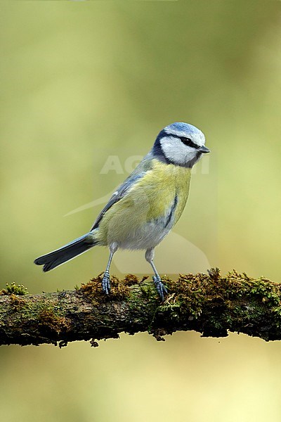 pimpelmees; Blue tit; stock-image by Agami/Walter Soestbergen,
