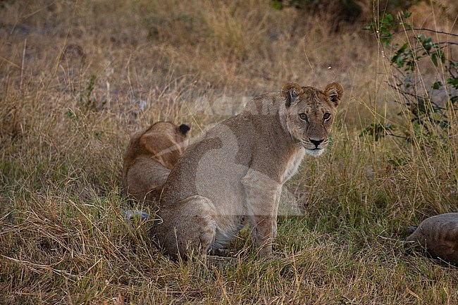 Lions, Panthera leo, at rest. Khwai Concession Area, Okavango Delta, Botswana. stock-image by Agami/Sergio Pitamitz,