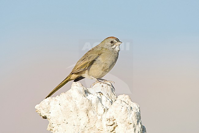 Groenstaarttowie; Green-tailed Towhee stock-image by Agami/Marc Guyt,