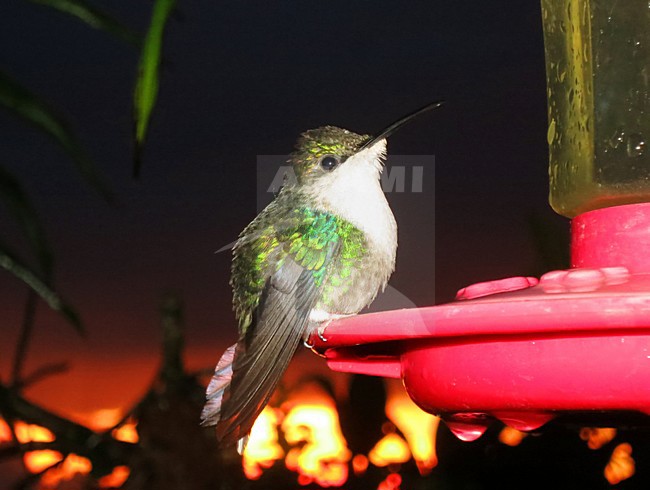 Paarskroonbosnimf op een feeder bij El Dorado lodge; Violet-crowned Woodnymph on a feeder at El Dorado lodge stock-image by Agami/Marc Guyt,