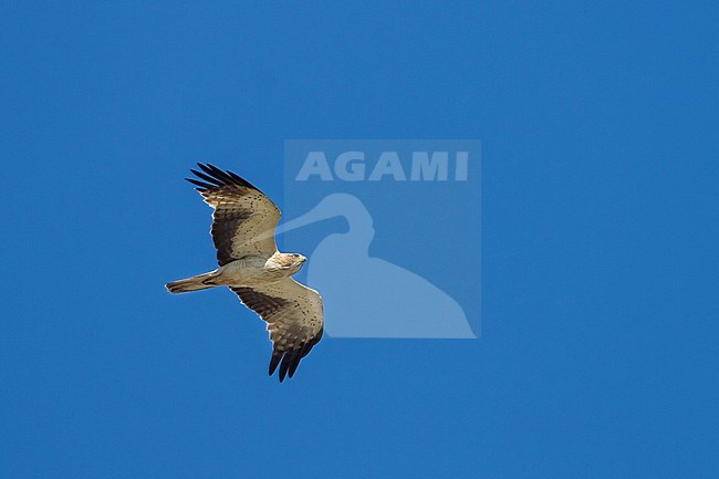 Adult pale morph Booted Eagle (Hieraaetus pennatus) in flight against a blue sky as background in Kazakhstan. stock-image by Agami/Ralph Martin,