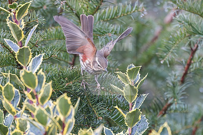 A Redwing is seen in a holly bush where it has been forgaging on the holly berries. stock-image by Agami/Jacob Garvelink,