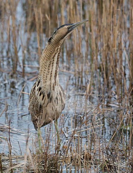 Roerdomp in het riet, Eurasian Bittern in reed stock-image by Agami/Han Bouwmeester,