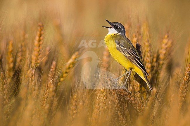 Singing male Ashy-headed Wagtail (Motacilla flava cinereocapilla) in Italy. Also known as White-throated Wagtail. stock-image by Agami/Daniele Occhiato,