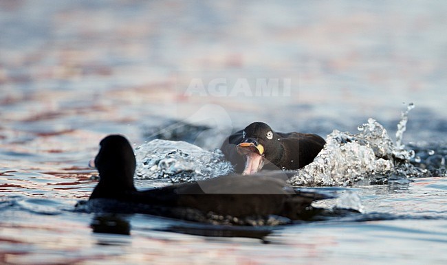 Zwemmend mannetje Grote Zee-eend; Male Velvet Scoter swimming stock-image by Agami/Markus Varesvuo,