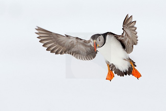 Papegaaiduker vliegend, Atlantic Puffin flying stock-image by Agami/Danny Green,