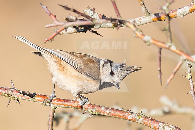 A male European crested tit, Lophophanes cristatus is seen sitting on a small branch in a hawthrone bush with a beige background complementing its colors. stock-image by Agami/Jacob Garvelink,
