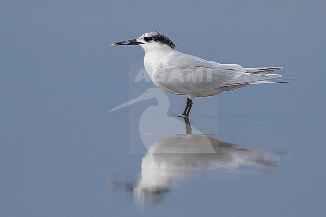 Sandwich Tern (Thalasseus sandvicensis), side view of an adult standing on the shore, Campania, Italy stock-image by Agami/Saverio Gatto,