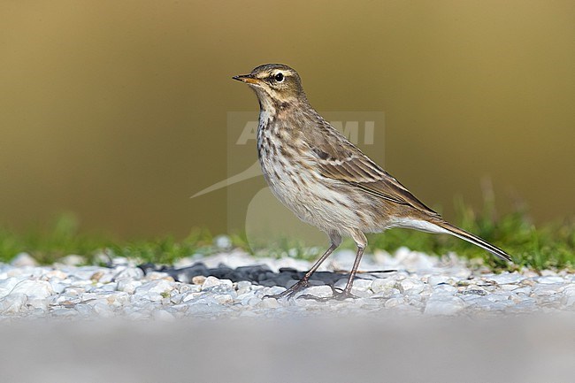 Water Pipit, Anthus spinoletta, in Italy. stock-image by Agami/Daniele Occhiato,