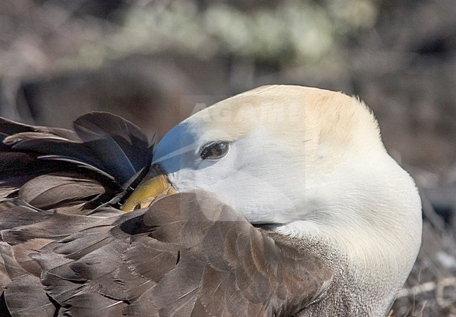 Galapagos Albatros, Waved Albatros, Phoebastria ireorata stock-image by Agami/Rob Riemer,