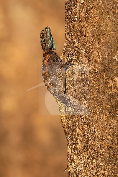 A female Tree Agama (Acanthocercus atricollis) in South Africa. stock-image by Agami/Tom Friedel,