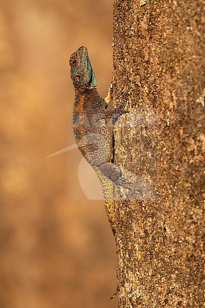 A female Tree Agama (Acanthocercus atricollis) in South Africa. stock-image by Agami/Tom Friedel,