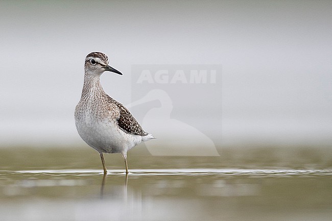 Wood Sandpiper, Tringa glareola, wading in shallow water in the Netherlands. stock-image by Agami/Han Bouwmeester,