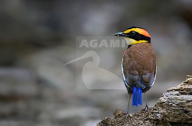 Adult Malayan Banded Pitta (Hydrornis irena) standing on a log in a tropical rainforest at Sri Phang-nga National Park, Phangnga province in Thailand. stock-image by Agami/Ian Davies,