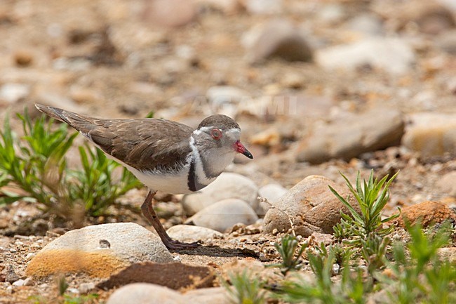 Adulte Driebandplevier, Adult Three-banded Plover stock-image by Agami/Wil Leurs,
