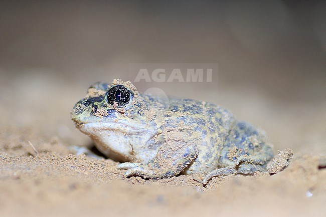 Western Spadefoot (Pelobates cultripes) taken the 03/04/2022 at Oppède - France. stock-image by Agami/Nicolas Bastide,