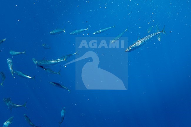 Atlantic mackerel (Scomber scombrus) swimming into the Bank de la Fortune, off Graciosa, Azores, Portugal. stock-image by Agami/Vincent Legrand,