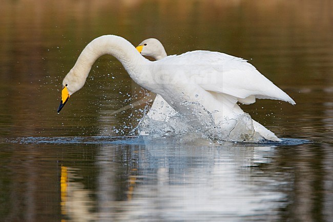 Baltsend paartje Wilde Zwanen; Pair of Whooper Swans in display stock-image by Agami/Daniele Occhiato,