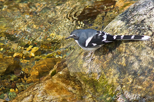 Grijsrugvorkstaart, Slaty-backed Forktail, Enicurus schistaceus stock-image by Agami/Marc Guyt,