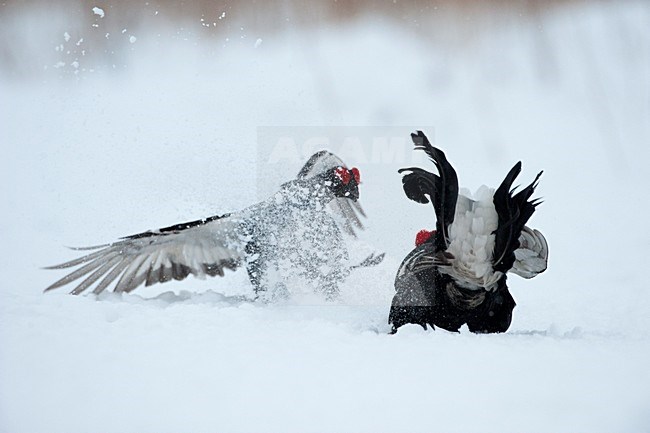 Mannetje Korhoen, Black Grouse male stock-image by Agami/Sergey Gorshkov,