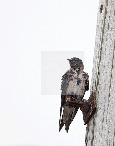 First-winter Purple Martin (Progne subis) perched. stock-image by Agami/Ian Davies,