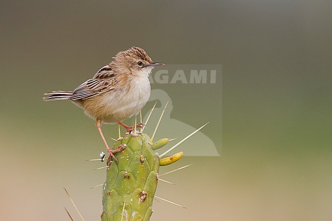 Zitting Cisticola - Zistensänger - Cisticola juncidis ssp. cisticola, Morocco stock-image by Agami/Ralph Martin,