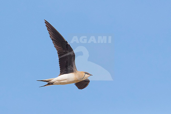 Vorkstaartplevier; Black-winged Pratincole; Glareola nordmanni stock-image by Agami/Daniele Occhiato,