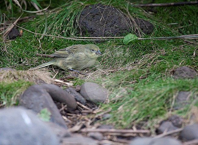 Inaccessible Island finch (Nesospiza acunhae), or Inaccessible bunting, an endemic songbird to Inaccessible Island in the Tristan da Cunha archipelago. stock-image by Agami/Marc Guyt,