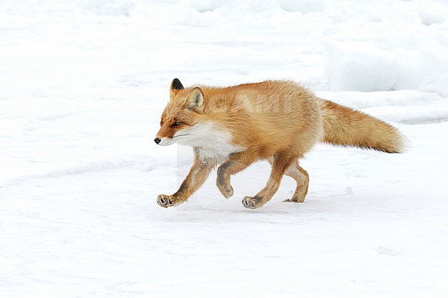 Red Fox (Vulpes vulpes) in the snow of Japan stock-image by Agami/Pete Morris,