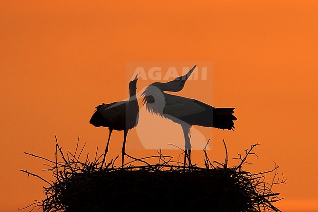 ooievaar in ondergaande zon, White Stork on nest in evening sun, stock-image by Agami/Walter Soestbergen,