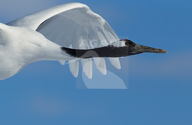 Chinese Kraanvogel vliegend, Red-crowned Crane flying stock-image by Agami/Markus Varesvuo,