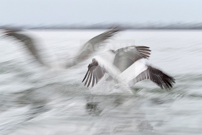 Dalmatian Pelican (Pelecanus crispus) at Lake Kerkini, Greece. stock-image by Agami/Marc Guyt,