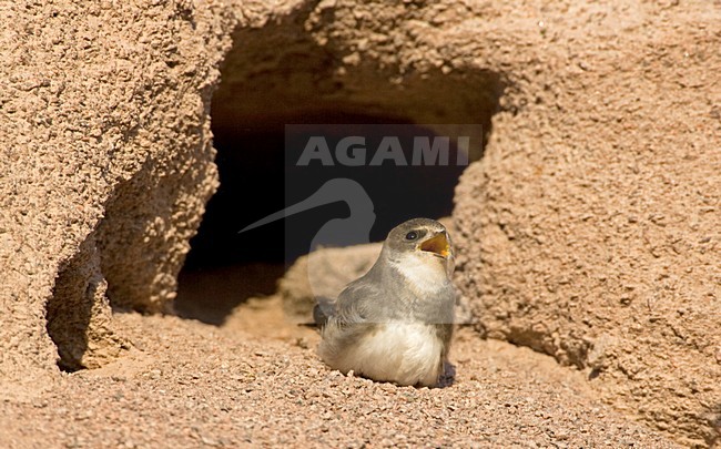 Oeverzwaluw, Sand martin, Riparia riparia stock-image by Agami/Jari Peltomäki,