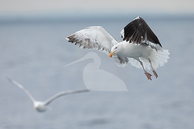 Great Black-backed Gull (Larus marinus), adult in flight, with the sea and the sky as background stock-image by Agami/Sylvain Reyt,