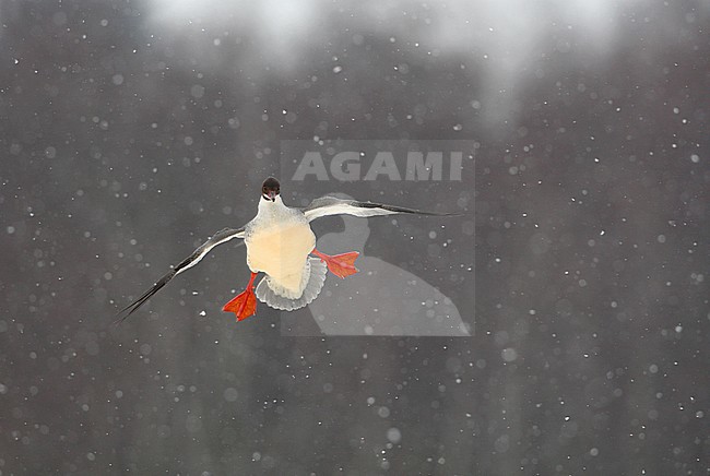 Goosander, Mergus merganser, adult female landing in winter setting at Gentofte Sø, Denmark stock-image by Agami/Helge Sorensen,