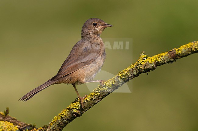 Juveniele Moltoni\'s Baardgrasmus; Juvenile Moltoni\'s Subalpine Warbler stock-image by Agami/Daniele Occhiato,