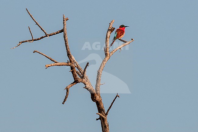 A southern carmine bee-eater, Merops nubicoides, on a tree branch. Chobe National Park, Botswana. stock-image by Agami/Sergio Pitamitz,