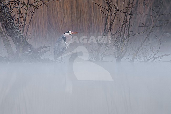 Grey Heron (Ardea cinerea) in Italy. stock-image by Agami/Daniele Occhiato,